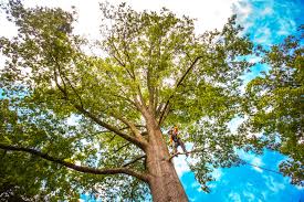 Best Commercial Tree Services  in Eagle, CO