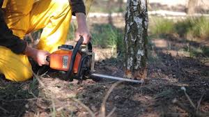 Best Fruit Tree Pruning  in Eagle, CO