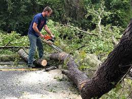 Best Tree and Shrub Care  in Eagle, CO