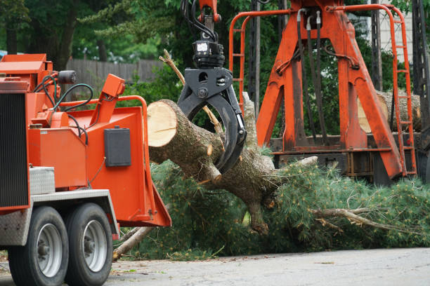 Best Tree Maintenance Programs  in Eagle, CO