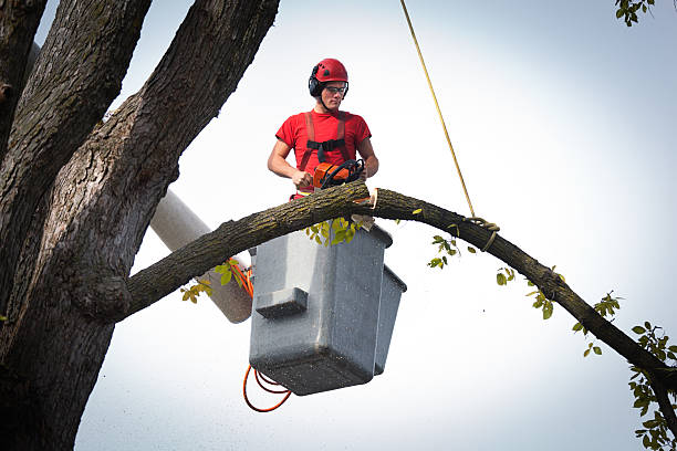 Best Firewood Processing and Delivery  in Eagle, CO