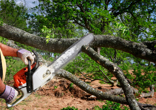 Best Tree Risk Assessment  in Eagle, CO