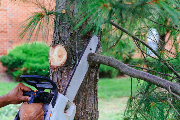 Reliable Eagle, CO Tree Removal Solutions